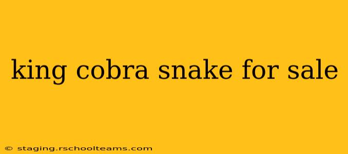 king cobra snake for sale