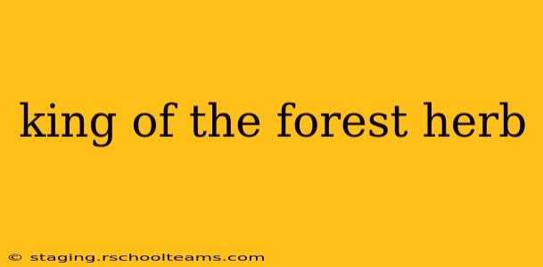 king of the forest herb