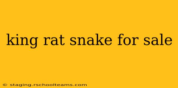 king rat snake for sale