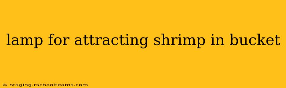 lamp for attracting shrimp in bucket