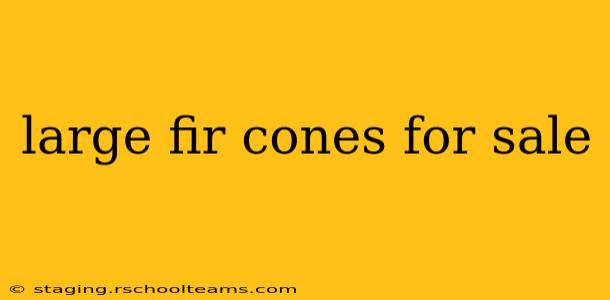 large fir cones for sale