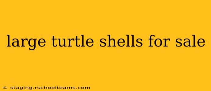 large turtle shells for sale