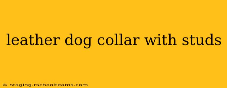 leather dog collar with studs