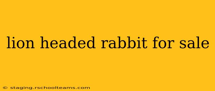 lion headed rabbit for sale