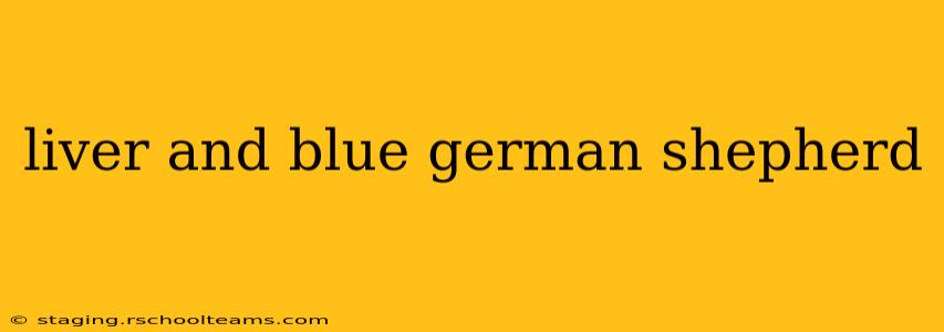liver and blue german shepherd
