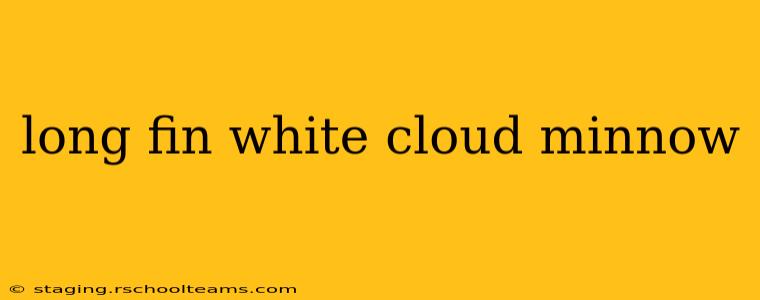 long fin white cloud minnow