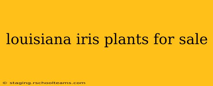 louisiana iris plants for sale