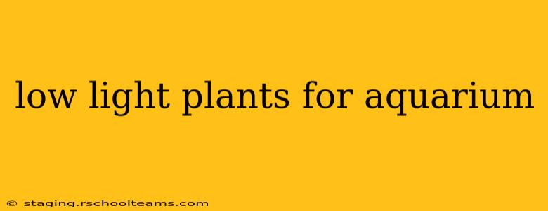 low light plants for aquarium