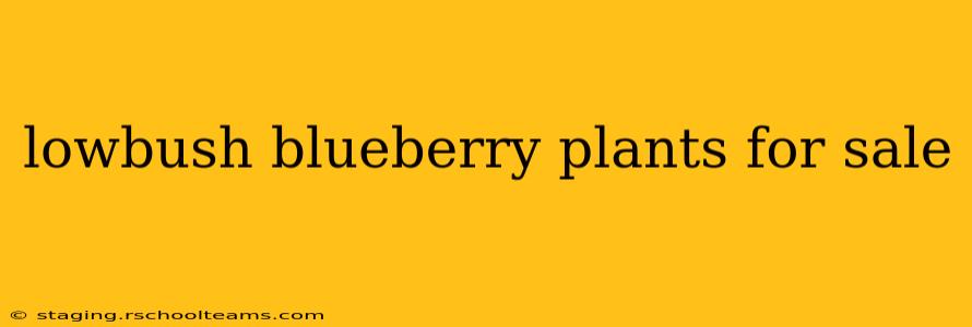 lowbush blueberry plants for sale