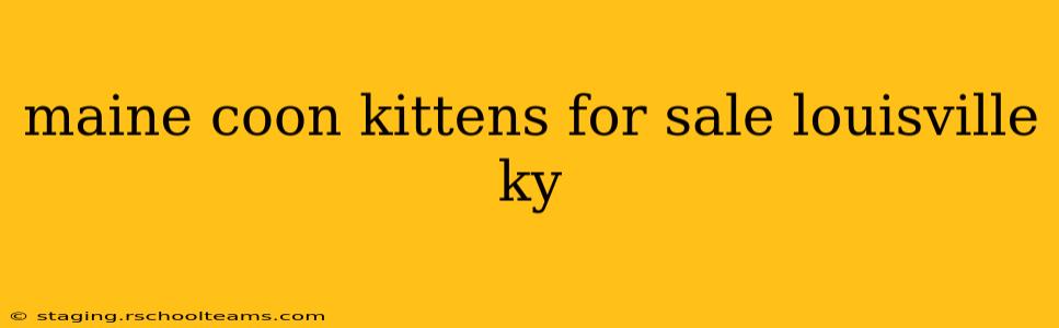 maine coon kittens for sale louisville ky