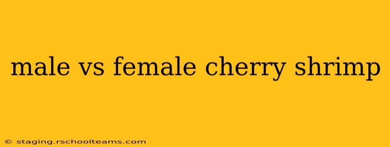 male vs female cherry shrimp