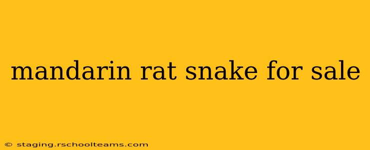 mandarin rat snake for sale