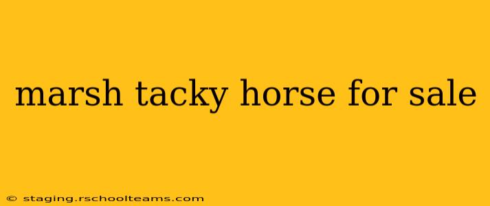 marsh tacky horse for sale