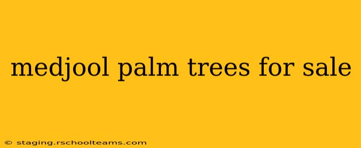 medjool palm trees for sale