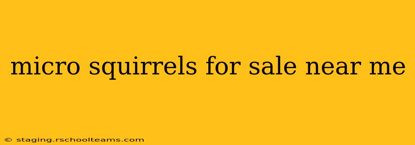 micro squirrels for sale near me