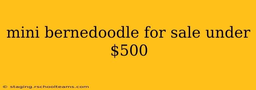 mini bernedoodle for sale under $500