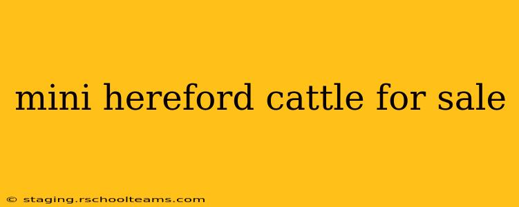 mini hereford cattle for sale
