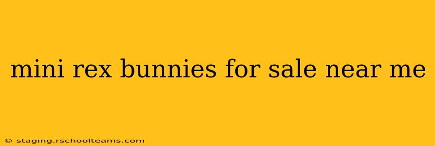 mini rex bunnies for sale near me