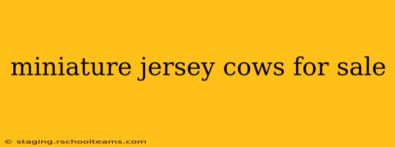 miniature jersey cows for sale