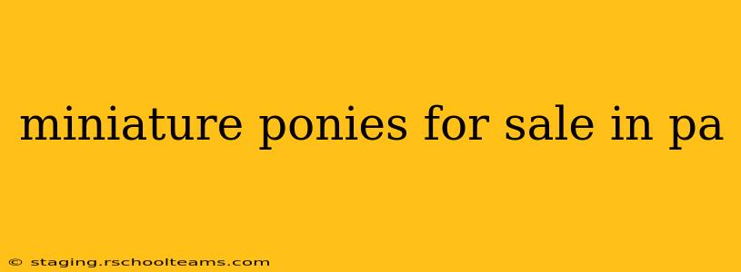 miniature ponies for sale in pa