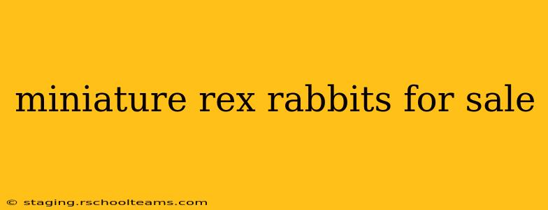 miniature rex rabbits for sale