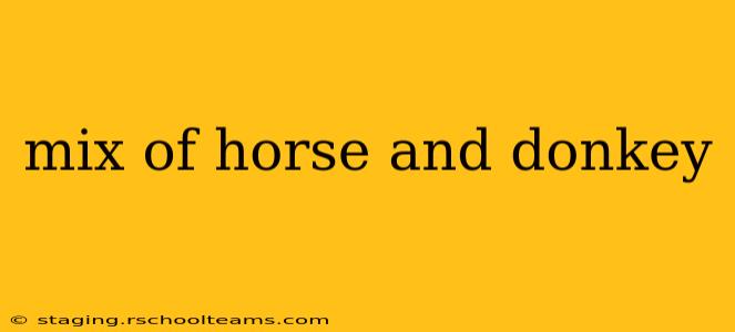 mix of horse and donkey