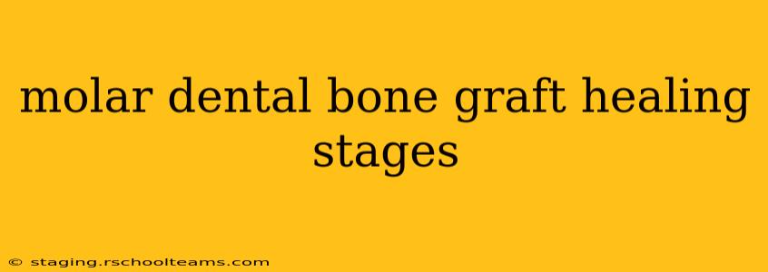molar dental bone graft healing stages