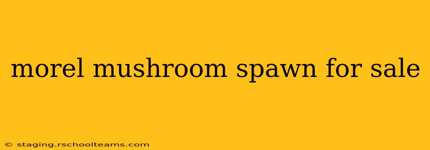 morel mushroom spawn for sale