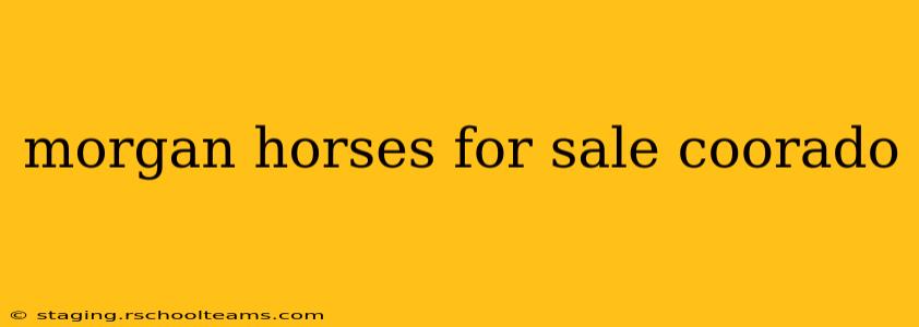 morgan horses for sale coorado