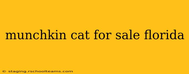 munchkin cat for sale florida