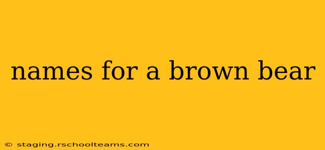 names for a brown bear