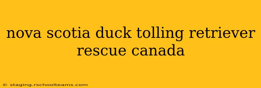 nova scotia duck tolling retriever rescue canada