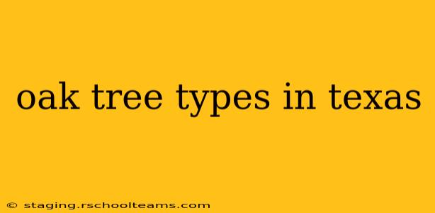 oak tree types in texas