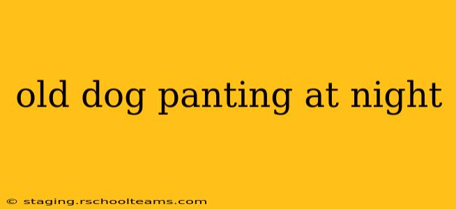 old dog panting at night