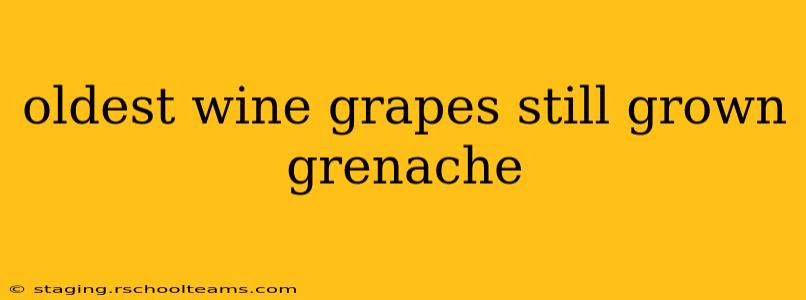 oldest wine grapes still grown grenache