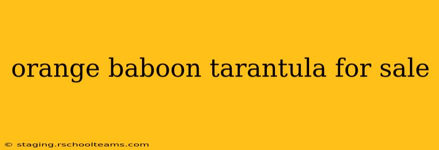 orange baboon tarantula for sale