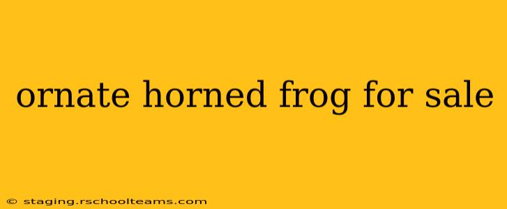 ornate horned frog for sale