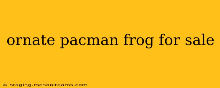 ornate pacman frog for sale