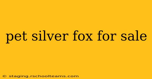 pet silver fox for sale