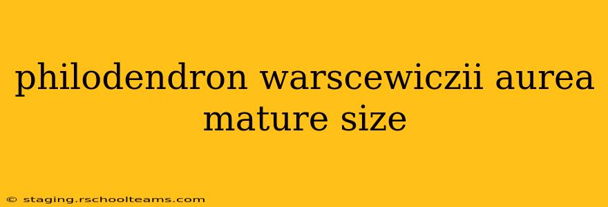 philodendron warscewiczii aurea mature size