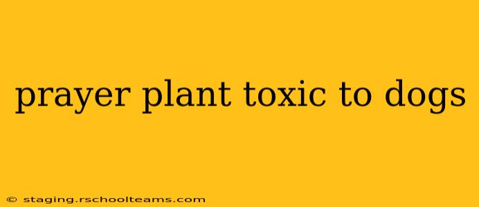 prayer plant toxic to dogs
