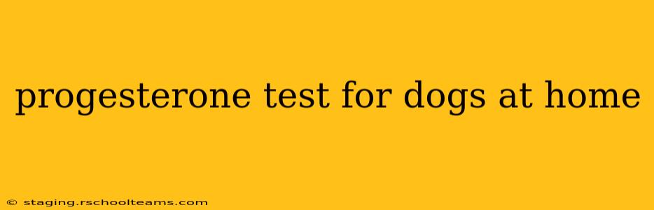 progesterone test for dogs at home