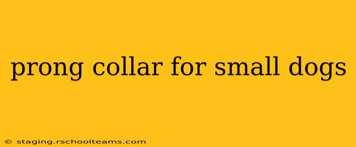 prong collar for small dogs