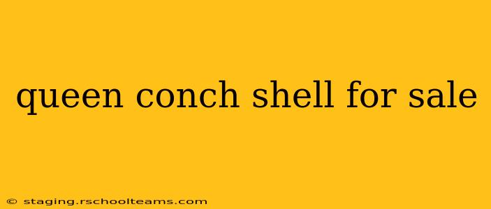 queen conch shell for sale