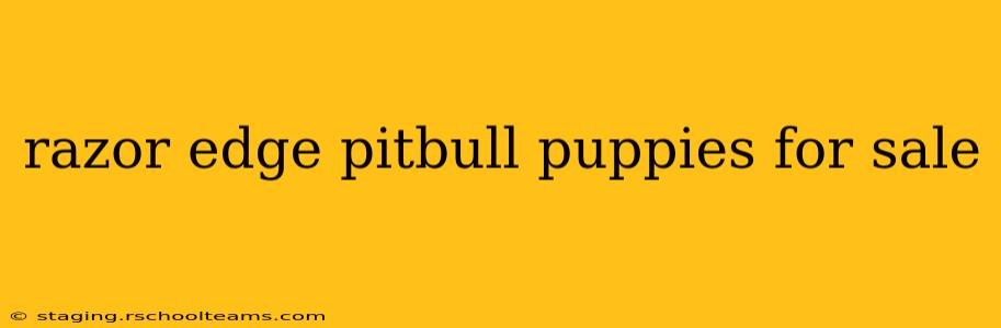 razor edge pitbull puppies for sale
