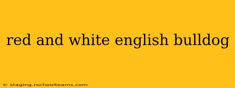 red and white english bulldog