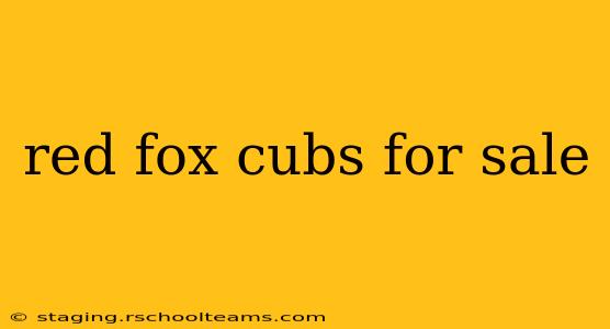 red fox cubs for sale