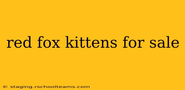 red fox kittens for sale