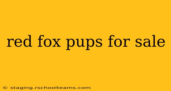 red fox pups for sale