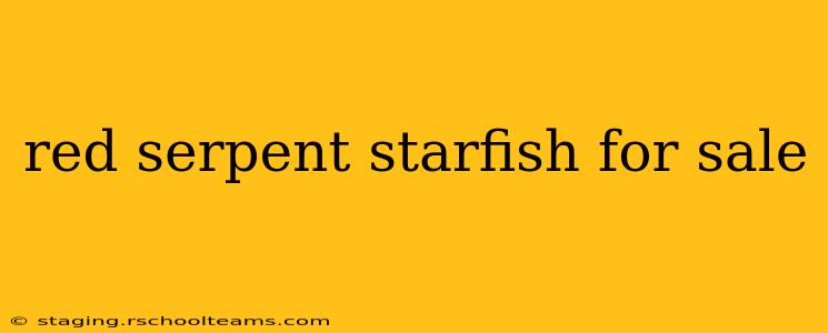 red serpent starfish for sale
